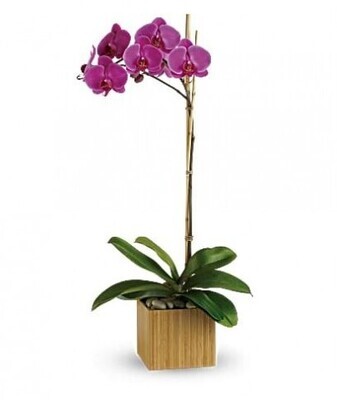 Imperial Violet Orchid