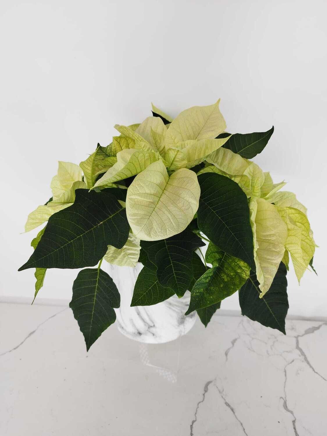 Poinsettia