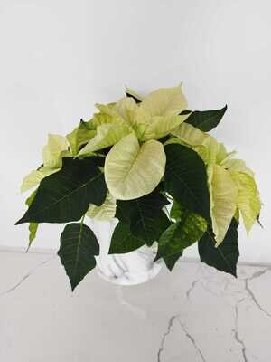Poinsettia
