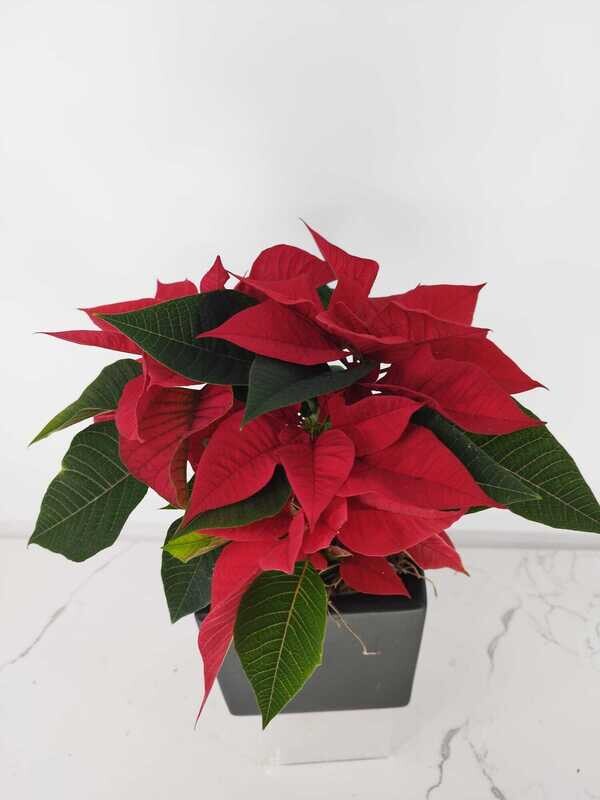 Poinsettia
