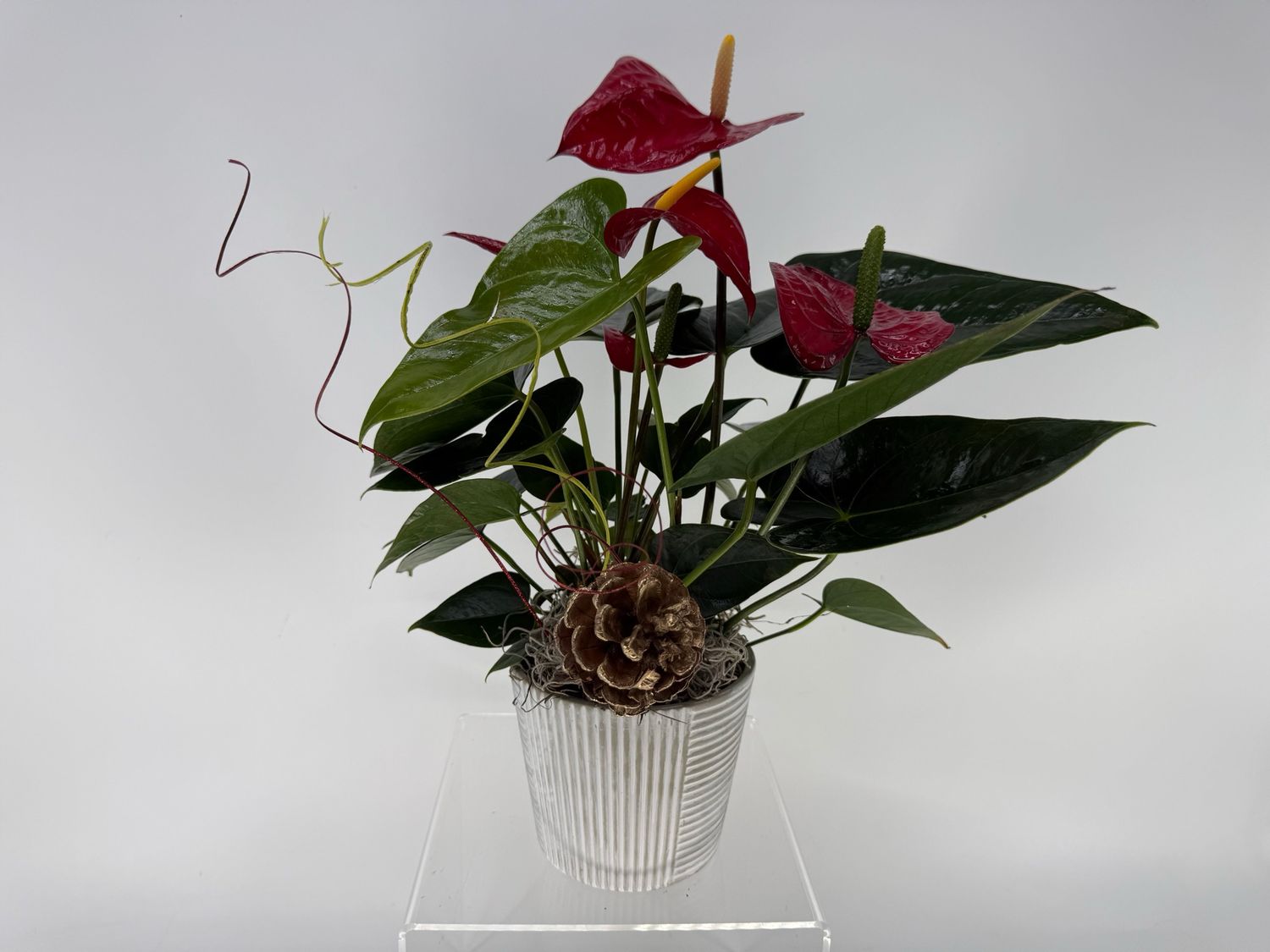 Red Anthurium 