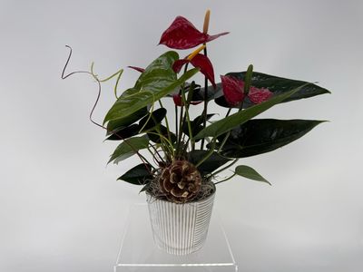 Red Anthurium 
