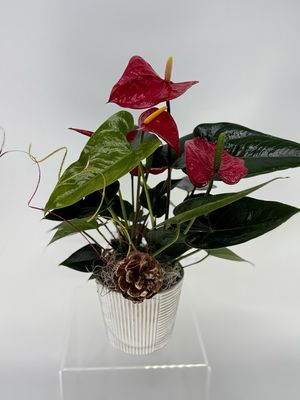 Red Anthurium 
