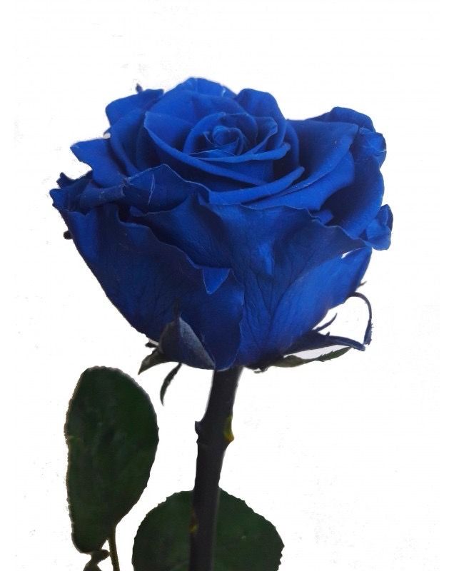 Rose bleue