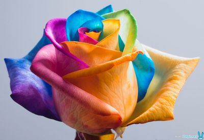Rose multicolore 