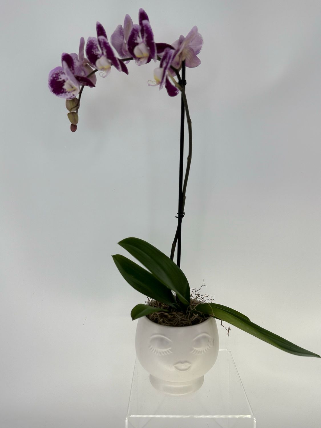 The serene orchid