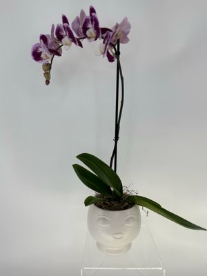 The serene orchid