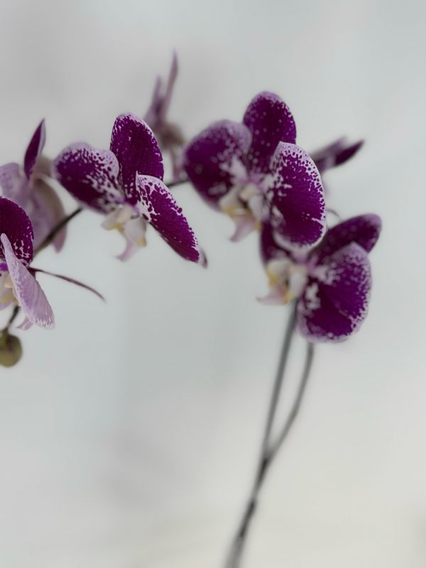 Orquídea Serena