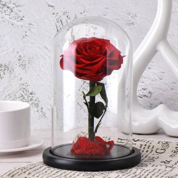 Rose Eternelle sous cloche