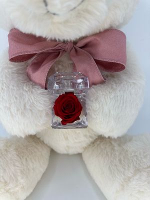 Teddy