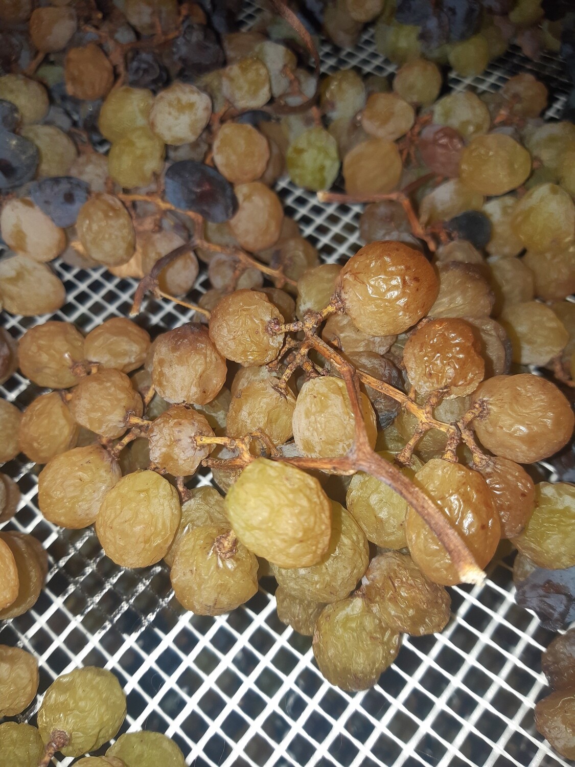 DESERT / SWEET MUSKAT