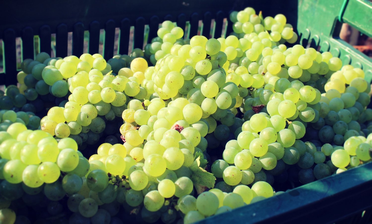 Grapes