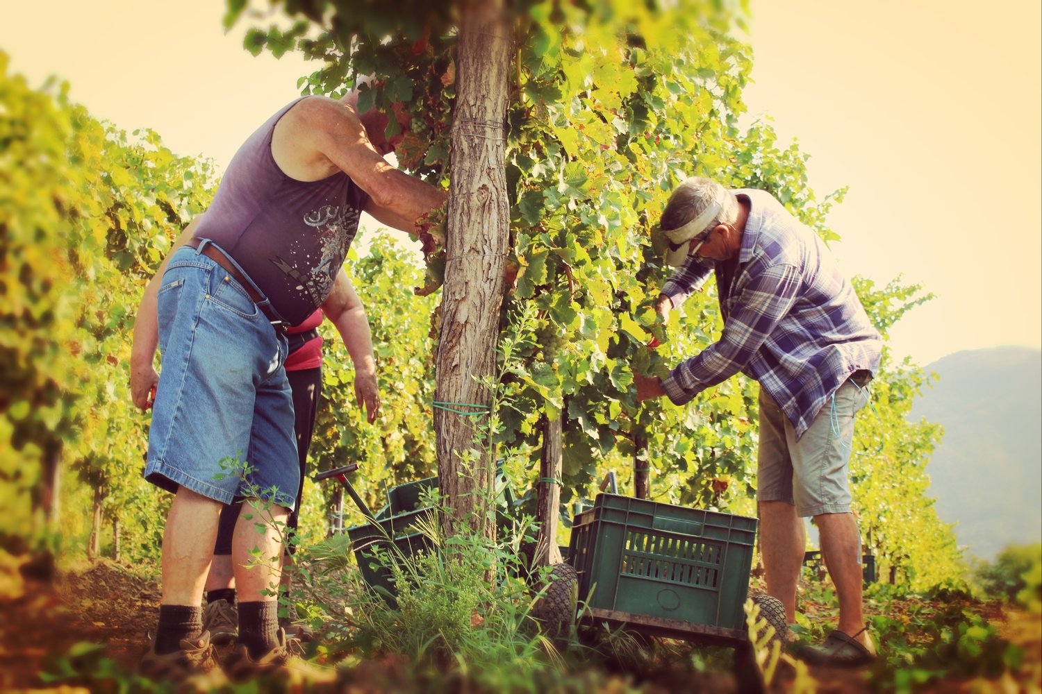 Harvest 2018