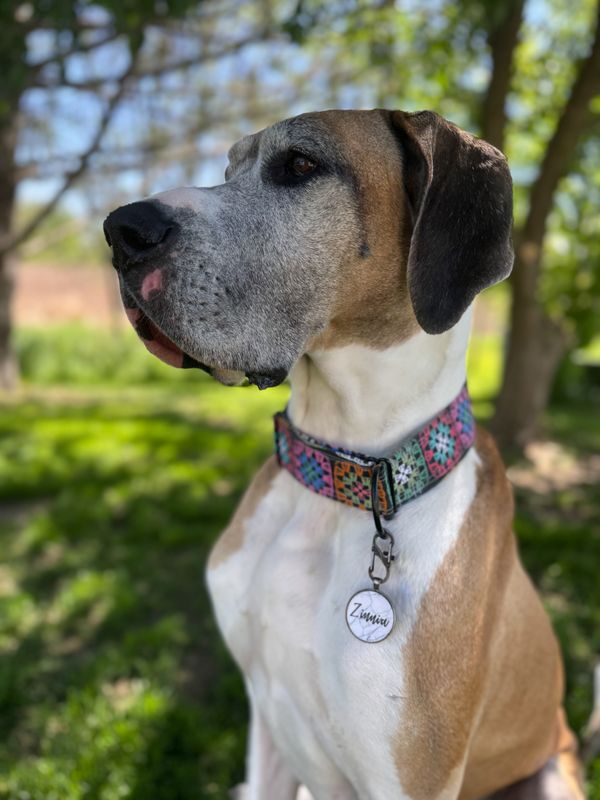 FUR BABY  ACCESSORIES