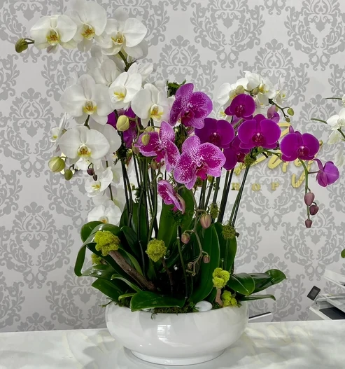 Luxury Garden