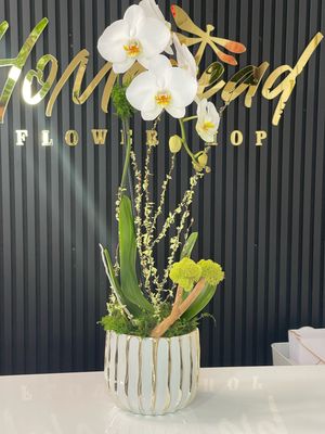 Orchids