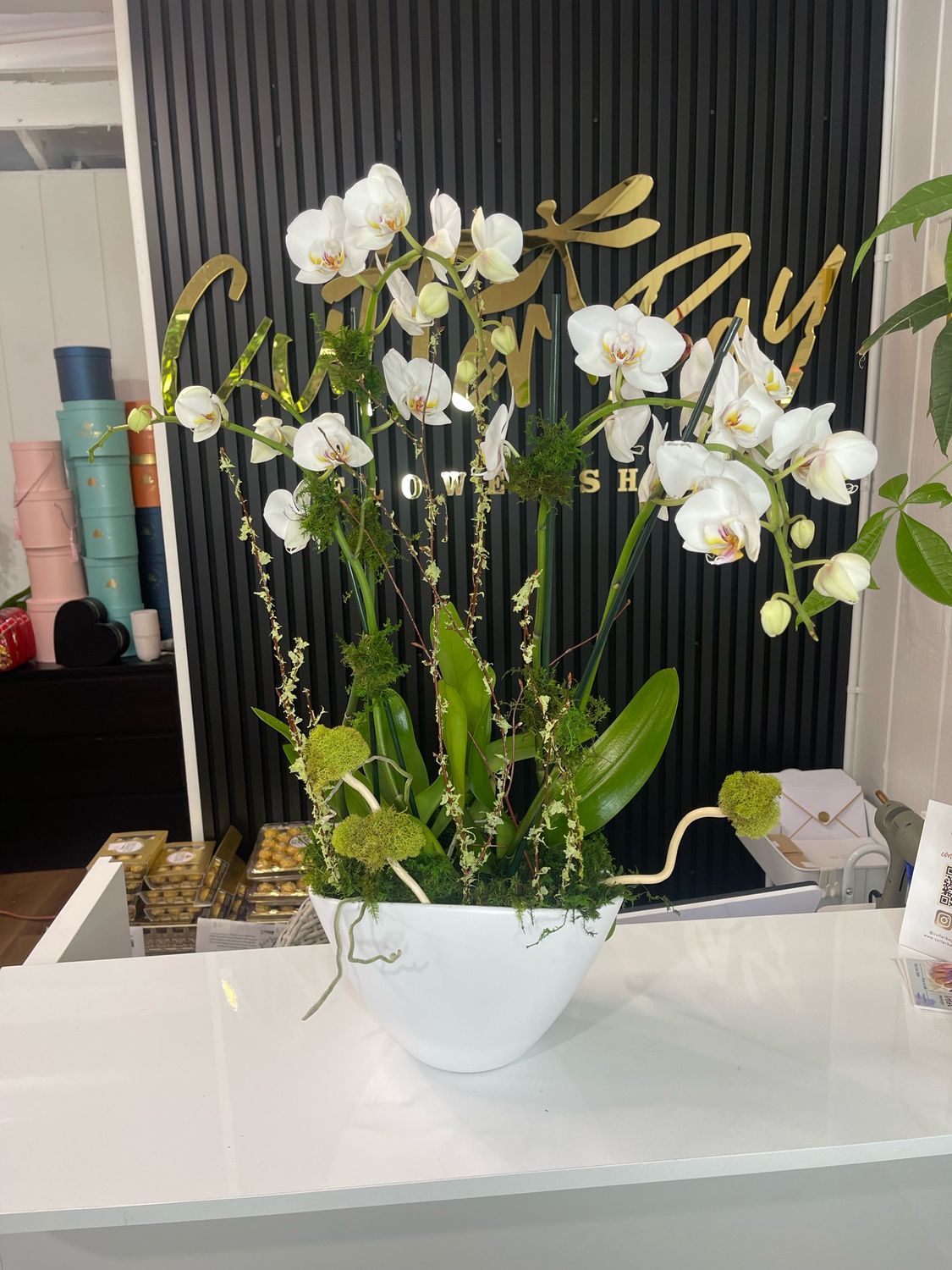 Phalaenopsis white doble