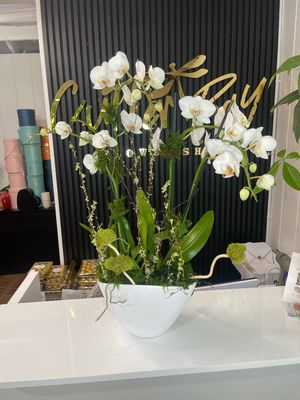 Phalaenopsis white doble
