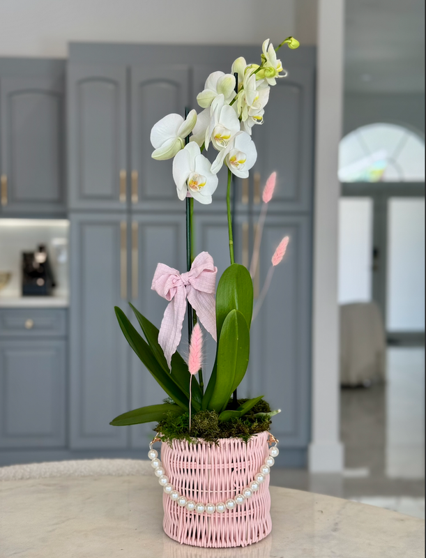 Orchids pink basket