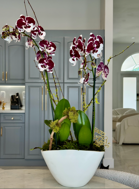 Pure Elegance – Orchid Arrangement for Mother's Day