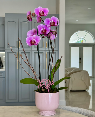 Orchid Arrangement for Mother's Day Pink