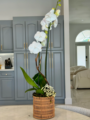 Orchid Arrangement for Mother's Day Basket -White