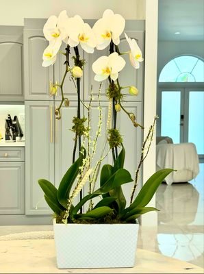 Serene Elegance