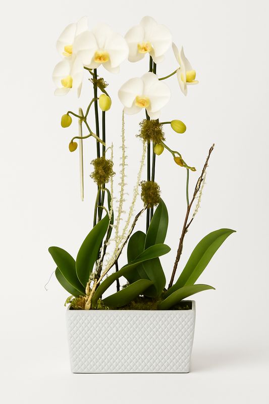 Serene Elegance Serene Elegance