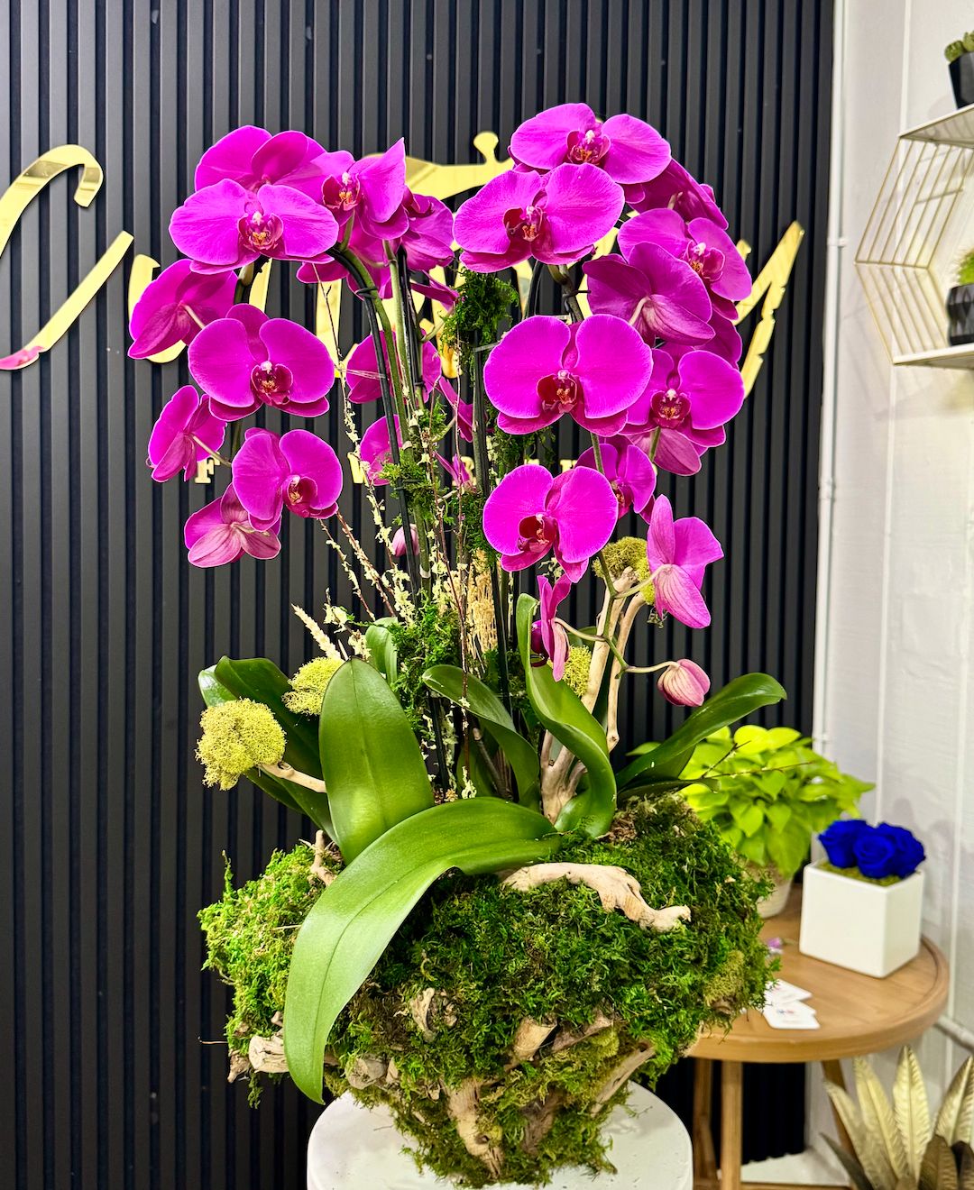 Dream Orchids on Wood