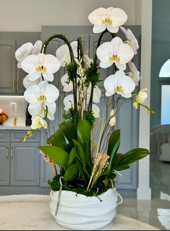 Orchid arrangement  3 plants