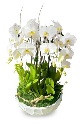 Luxury Seven Orchid Arrangement in Ceramic Vase – Elegant Gift & Home Décor