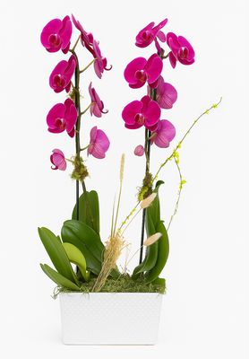 Serene Elegance purple