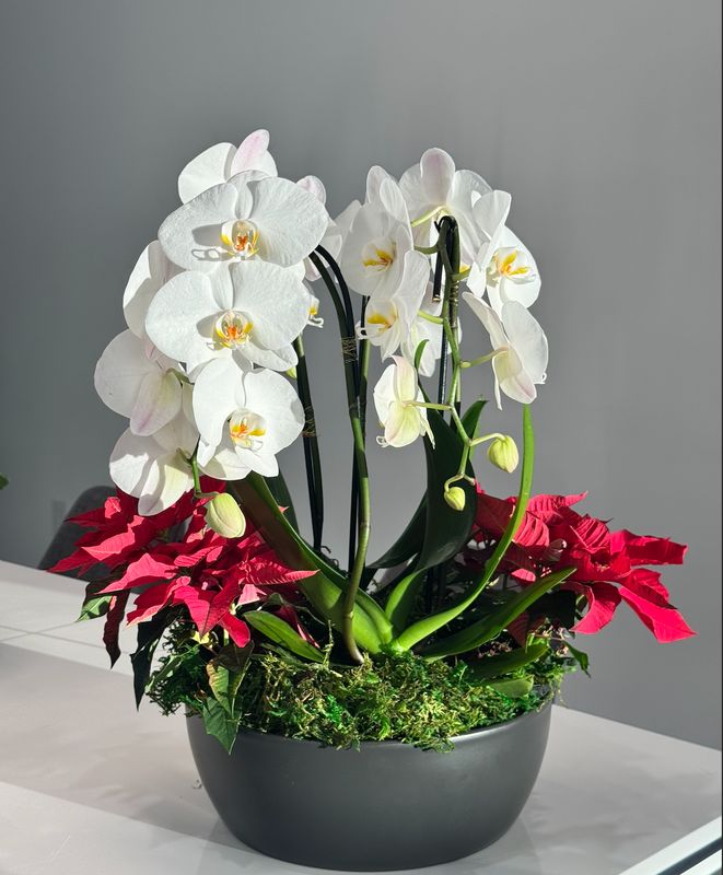 Merry Bloom Merry Bloom