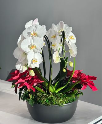 Merry Bloom Merry Bloom