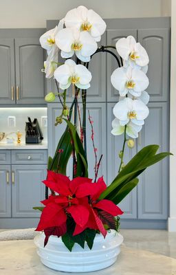 Orchid Glow Orchid Glow