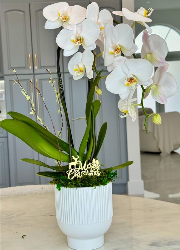 Orchid Arrangements Orchid Arrangements