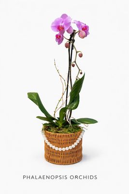 Single Orchid in Pink Basket