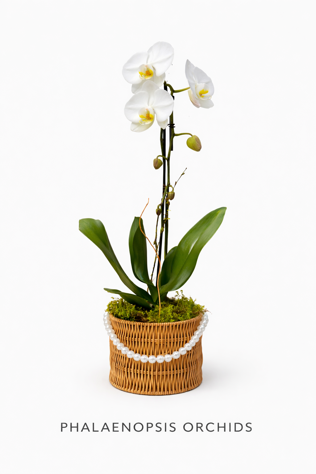 Single Orchid in Pink Basket