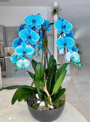 The Blue Majesty Orchid