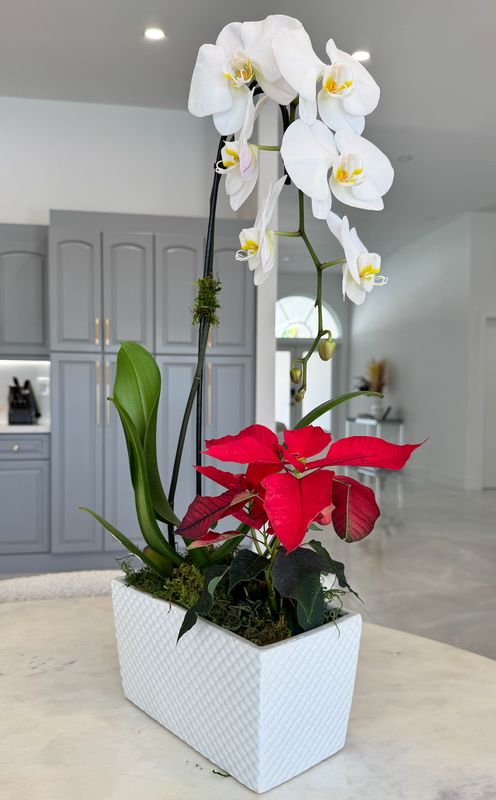 Frosted Orchid Frosted Orchid