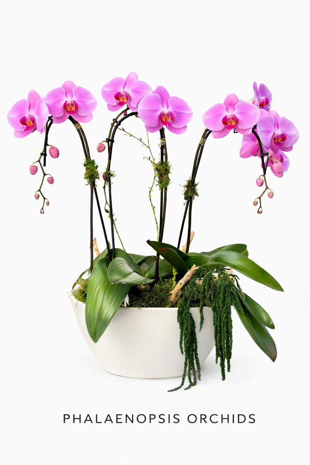 Phalaenopsis Orchid Garden Arrangement