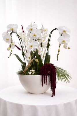 white Phalaenopsis Orchid Garden Arrangement