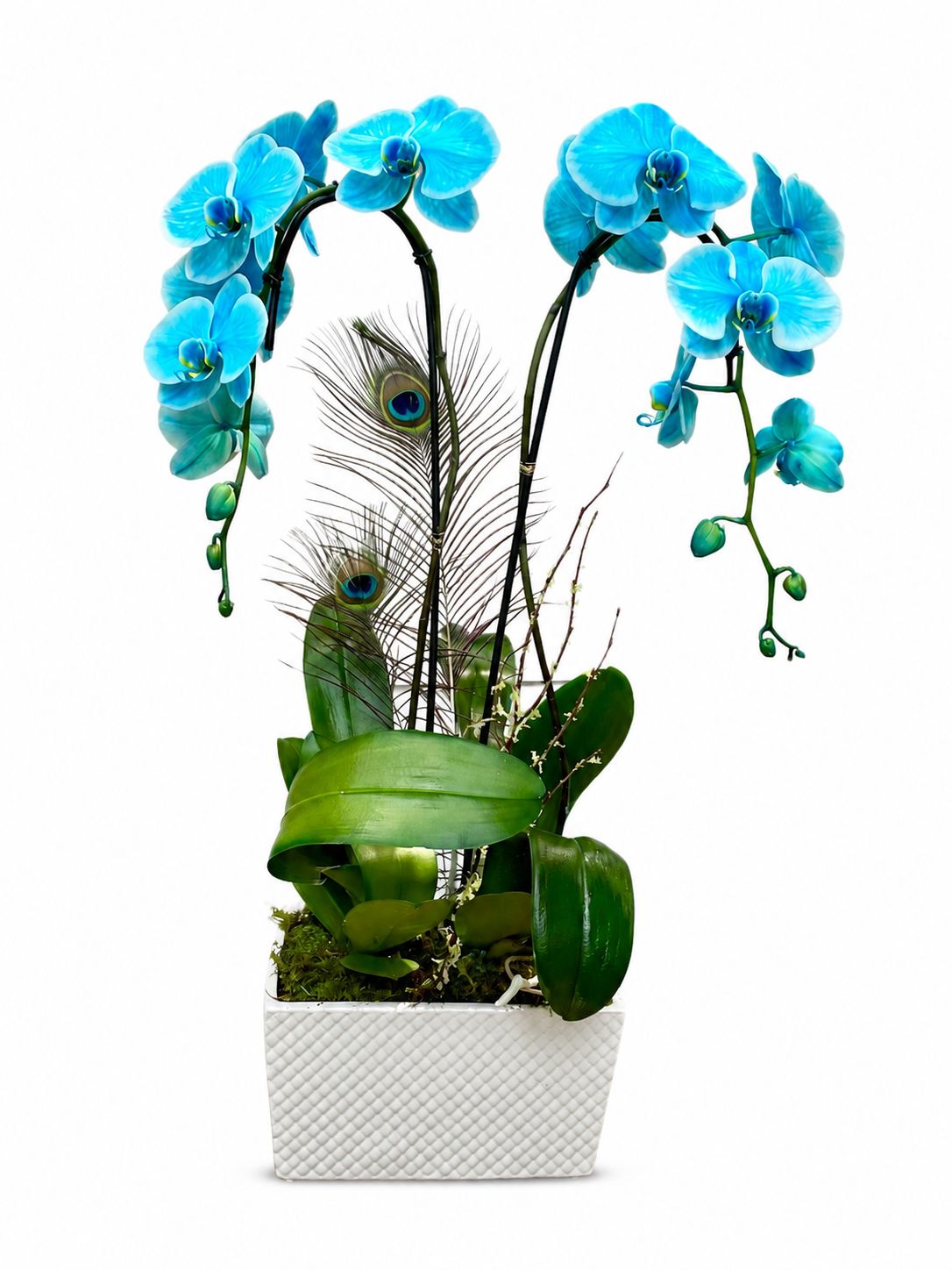 Double Pandora Orchid Arrangement Double Pandora Orchid Arrangement