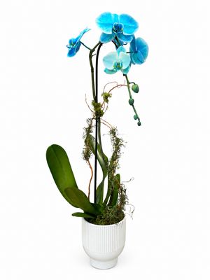 Single Pandora Orchid Arrangement Single Pandora Orchid Arrangement