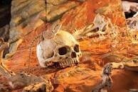 Exo Terra Primate Skull