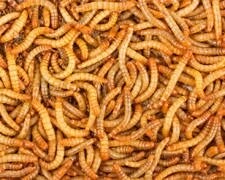 Mealworms 1000