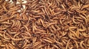Superworms - 1000 count