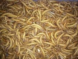 Mealworms 100