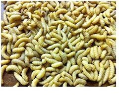 Waxworms - 250