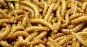 Mealworms - 50 count